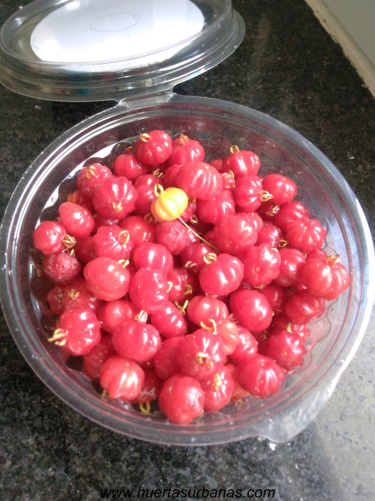 Venta De Frutas De Pitanga Huertas Urbanas